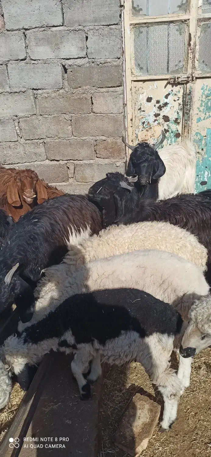 بره و کره فروشی|حیوانات مزرعه|جزنیک, |دیوار