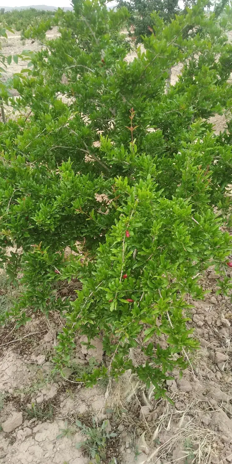 فروش باغچه 900 متری سند تک برگ|فروش دفتر صنعتی، کشاورزی، تجاری|رباط‌کریم, رباط‌کریم|دیوار