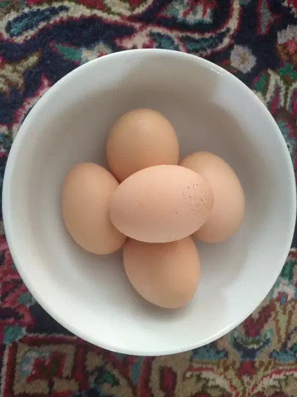 تخم مرغ محلی|خوردنی و آشامیدنی|میانه, |دیوار