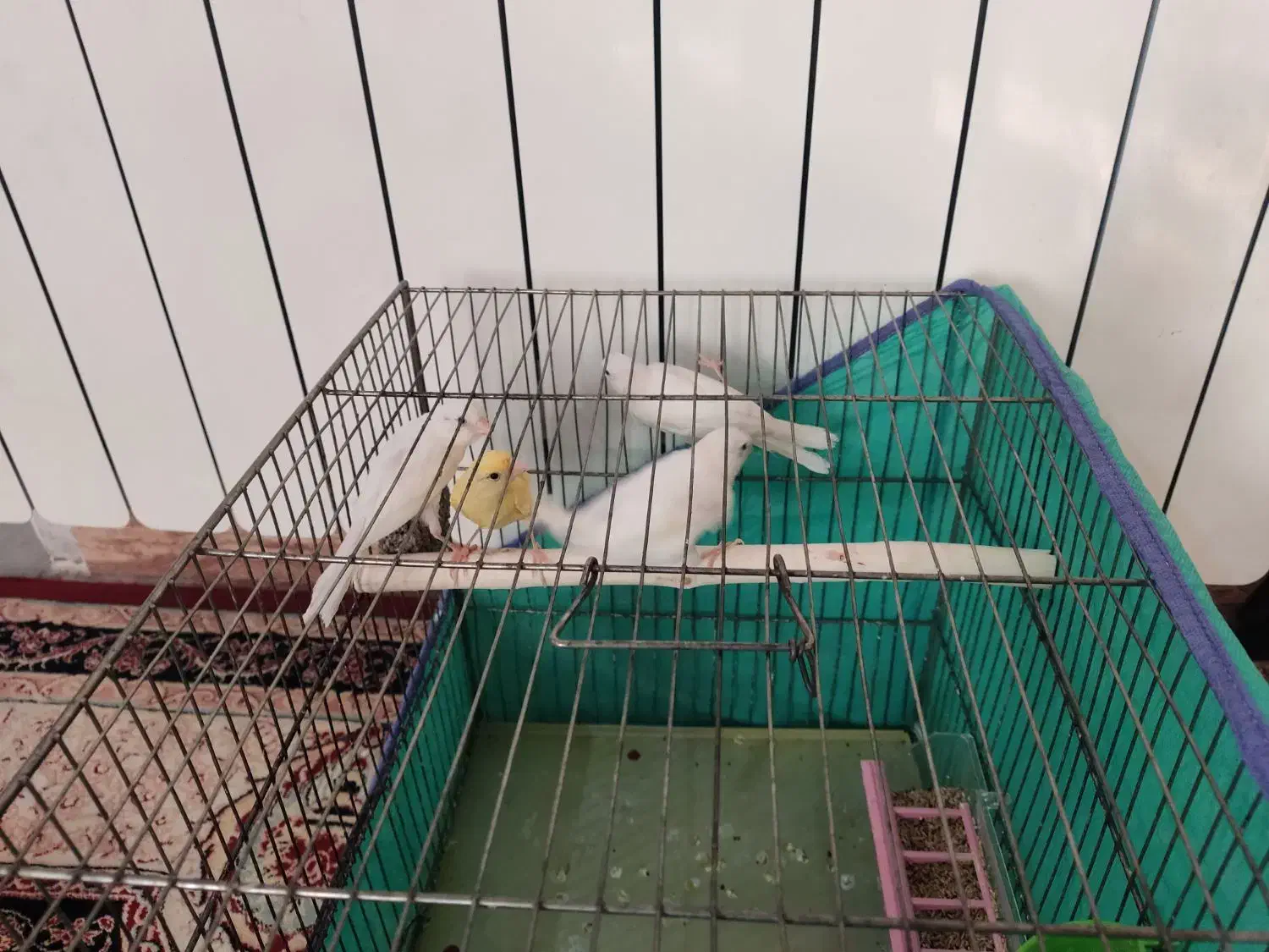 قناری|پرنده|کرمانشاه, |دیوار