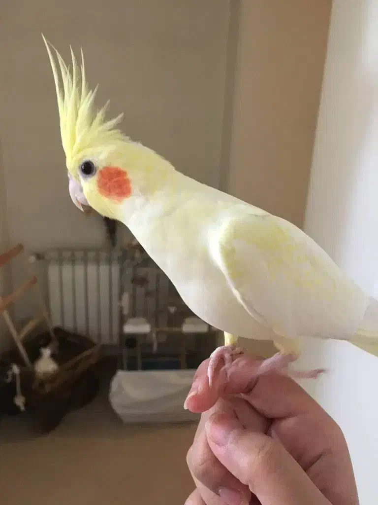 عروس هلندی گم شده|حیوانات|خرمدره, |دیوار