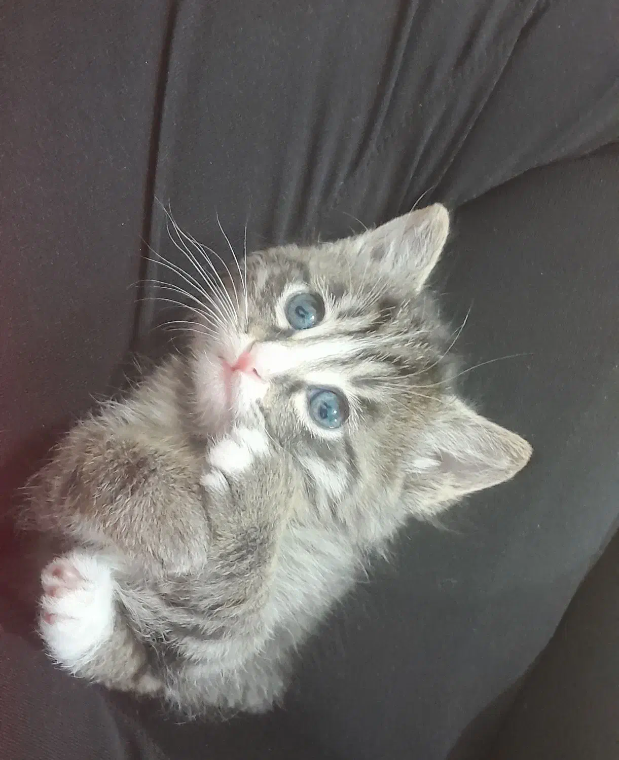 گربه|گربه|مشهد, نوید|دیوار