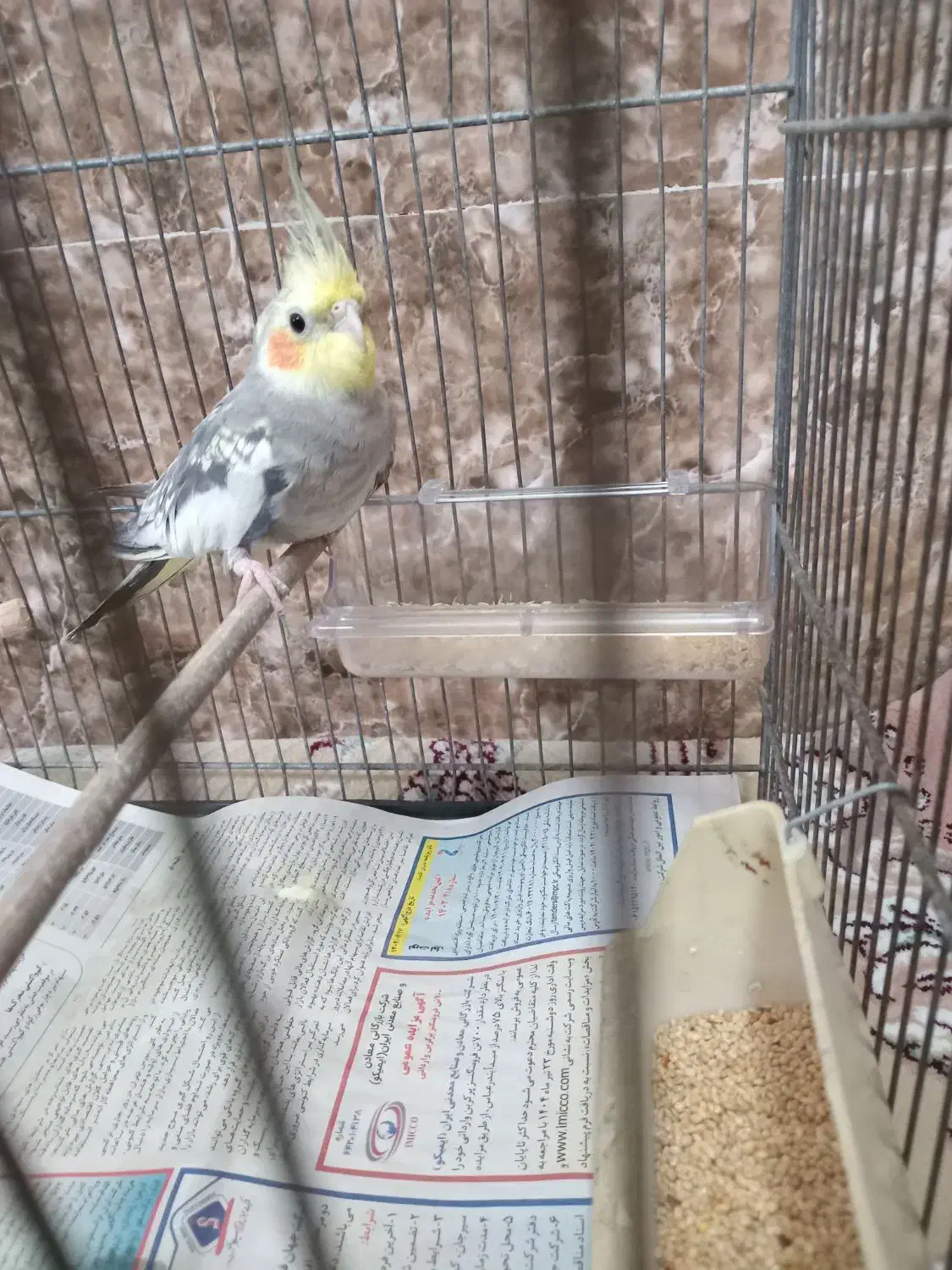 عروس هلندی|پرنده|تهران, بیسیم|دیوار