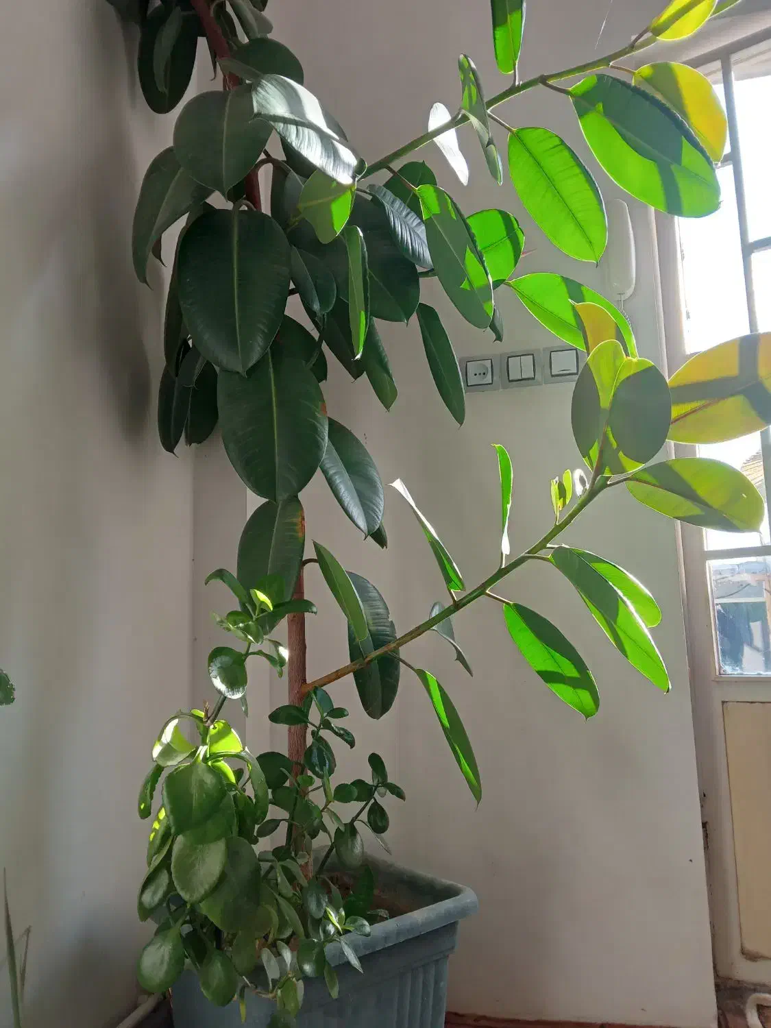 گل طبیعی|گل و گیاه طبیعی|زنجان, |دیوار
