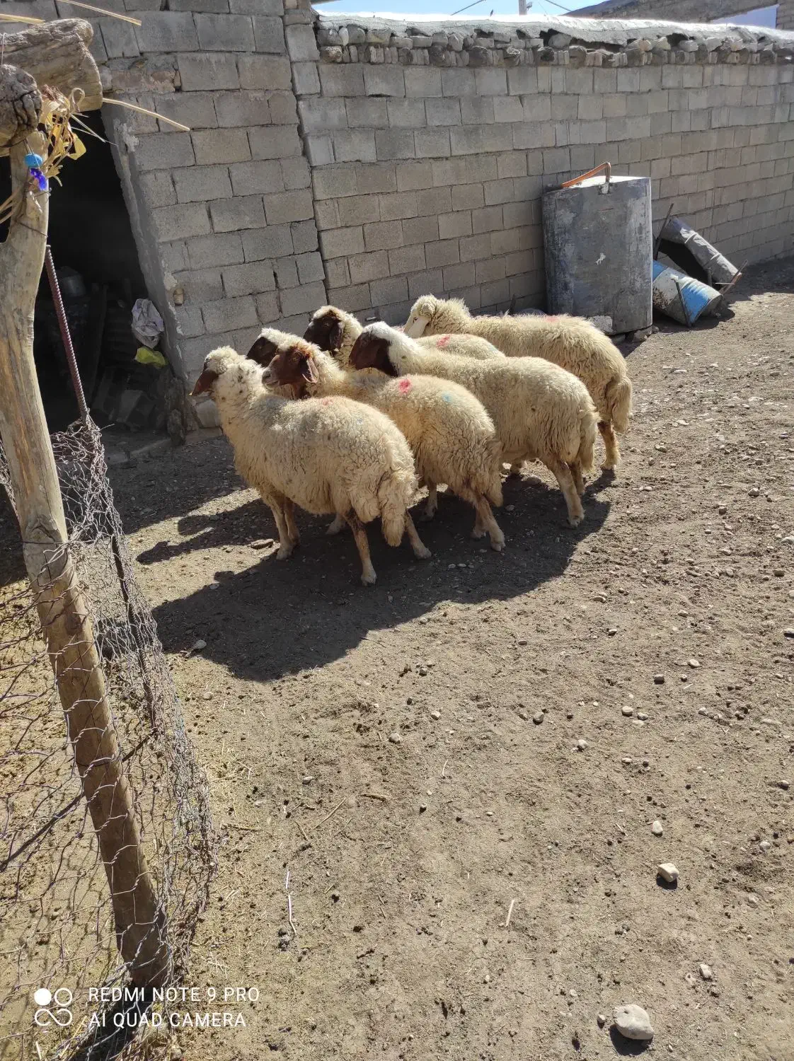 گوسفند داشتی|حیوانات مزرعه|کرمانشاه, |دیوار
