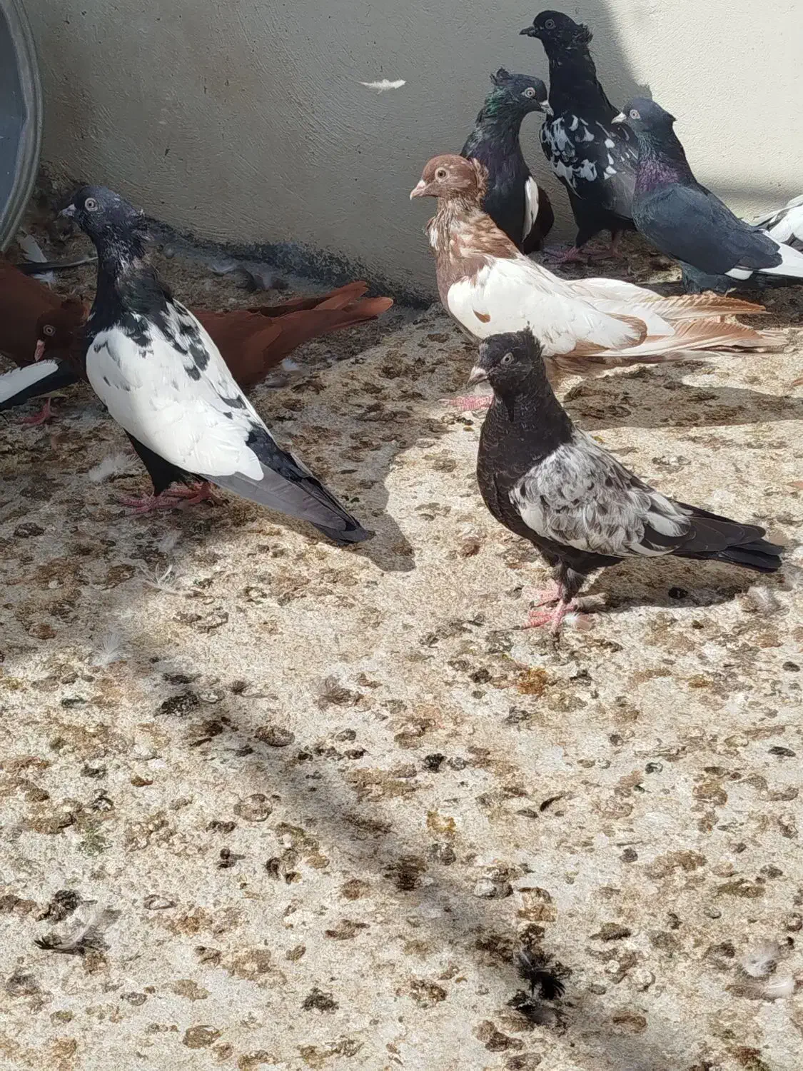 30عدد جوجه سینه سیاه و سینه سرخ|پرنده|اوز, |دیوار