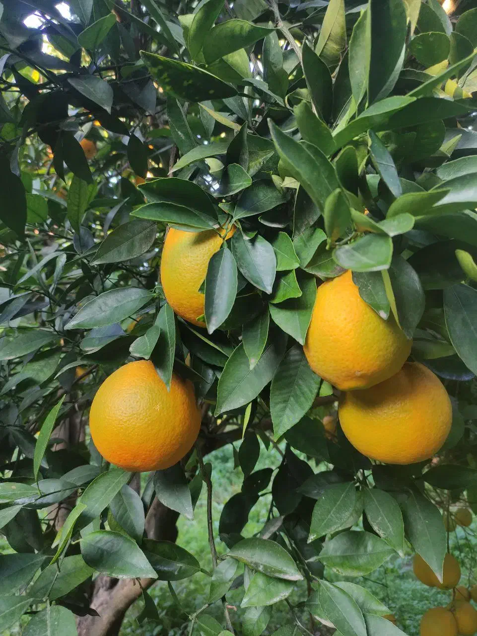 تامسون|خوردنی و آشامیدنی|گلوگاه, |دیوار