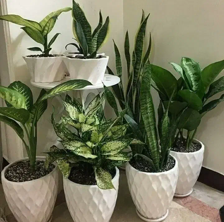 قرص کود|گل و گیاه طبیعی|فولادشهر, مسکن مهر فولادشهر|دیوار