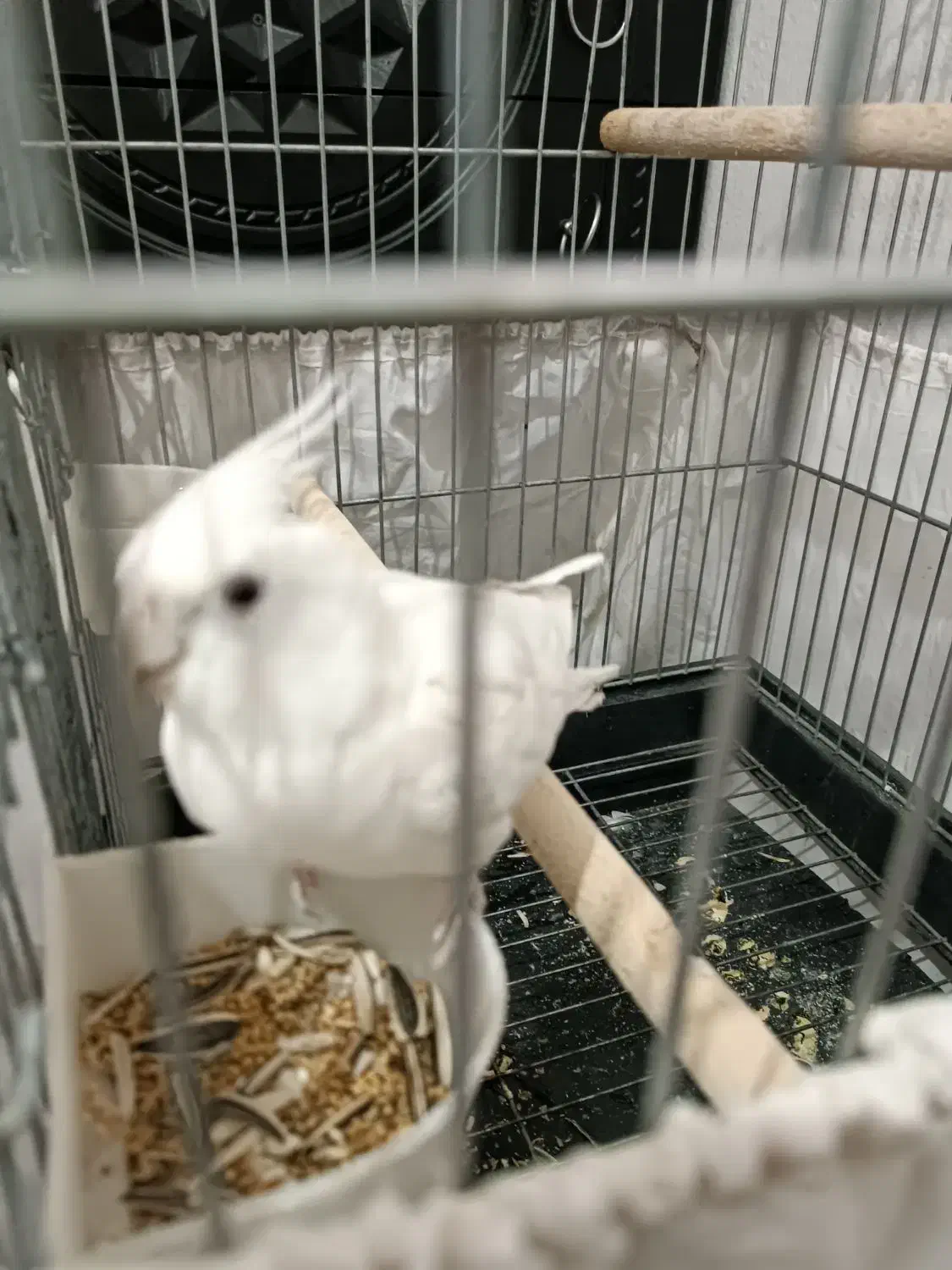 عروس هلندی|پرنده|پاکدشت, پاکدشت (مامازند)|دیوار