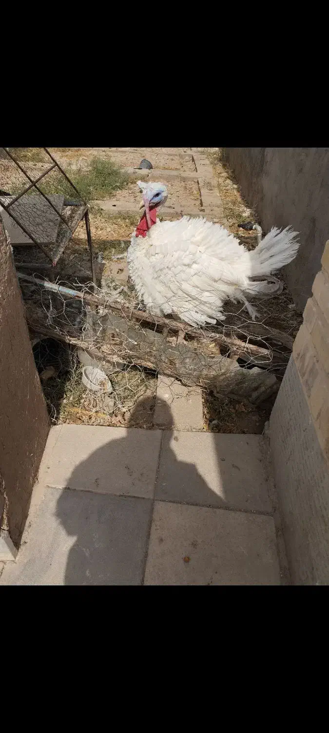 بوقلمون|حیوانات مزرعه|بیرجند, |دیوار