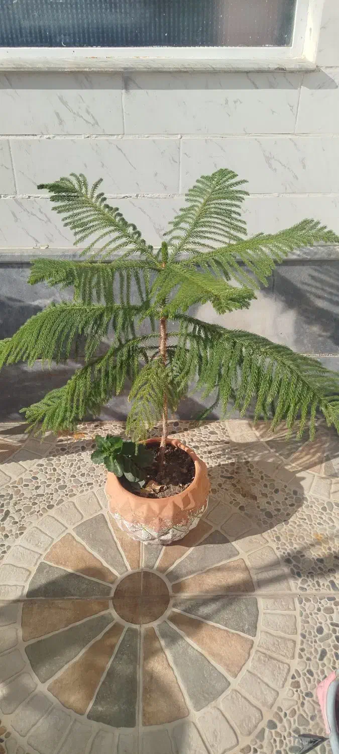 گل کاج مطبق|گل و گیاه طبیعی|مرند, |دیوار