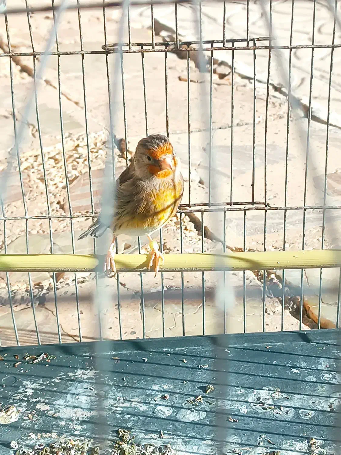 سهره‌قناری|پرنده|شیراز, بازار|دیوار