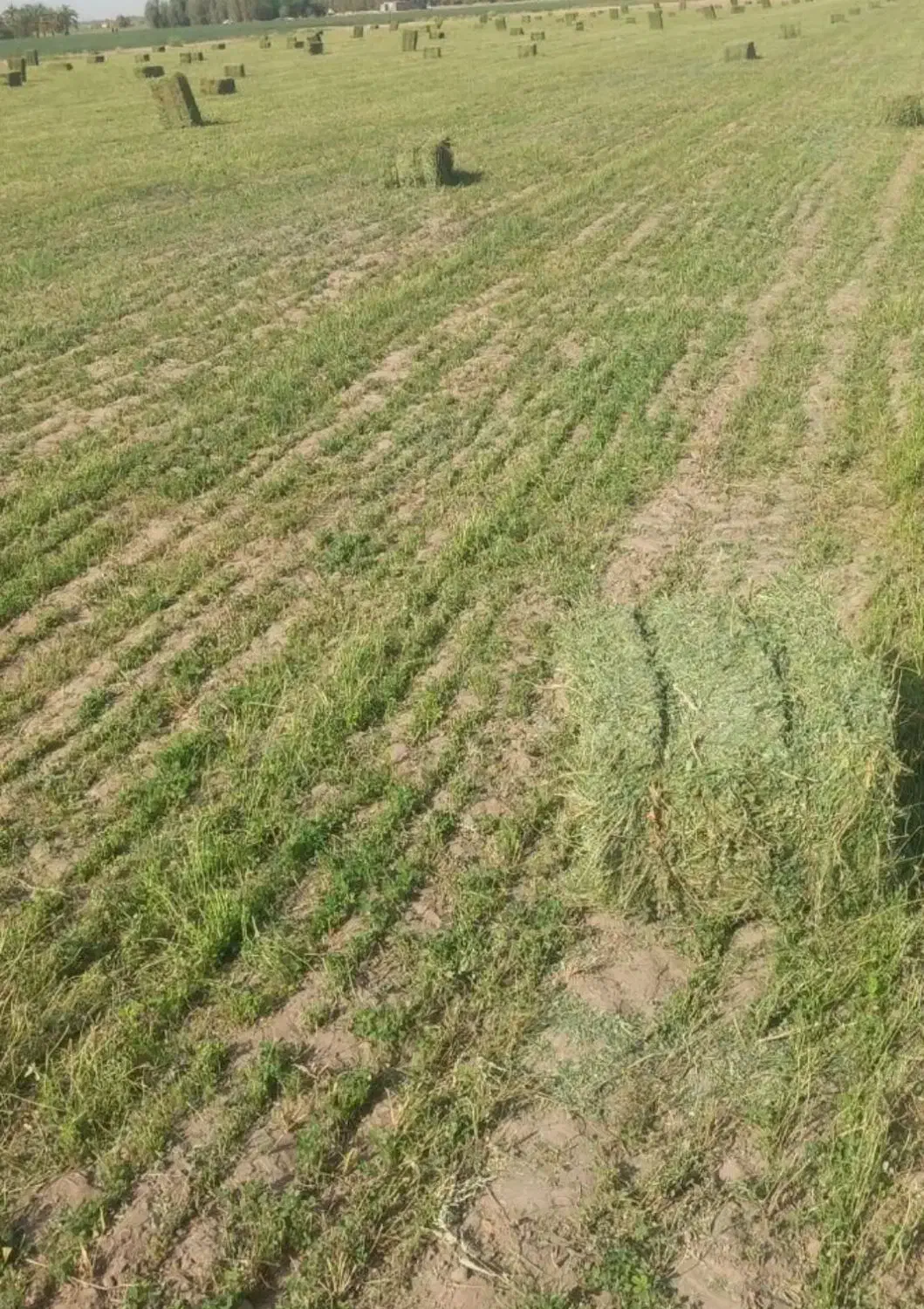 بیده علف نوکار بدون اشغال|خدمات باغبانی و درختکاری|جیرفت, |دیوار