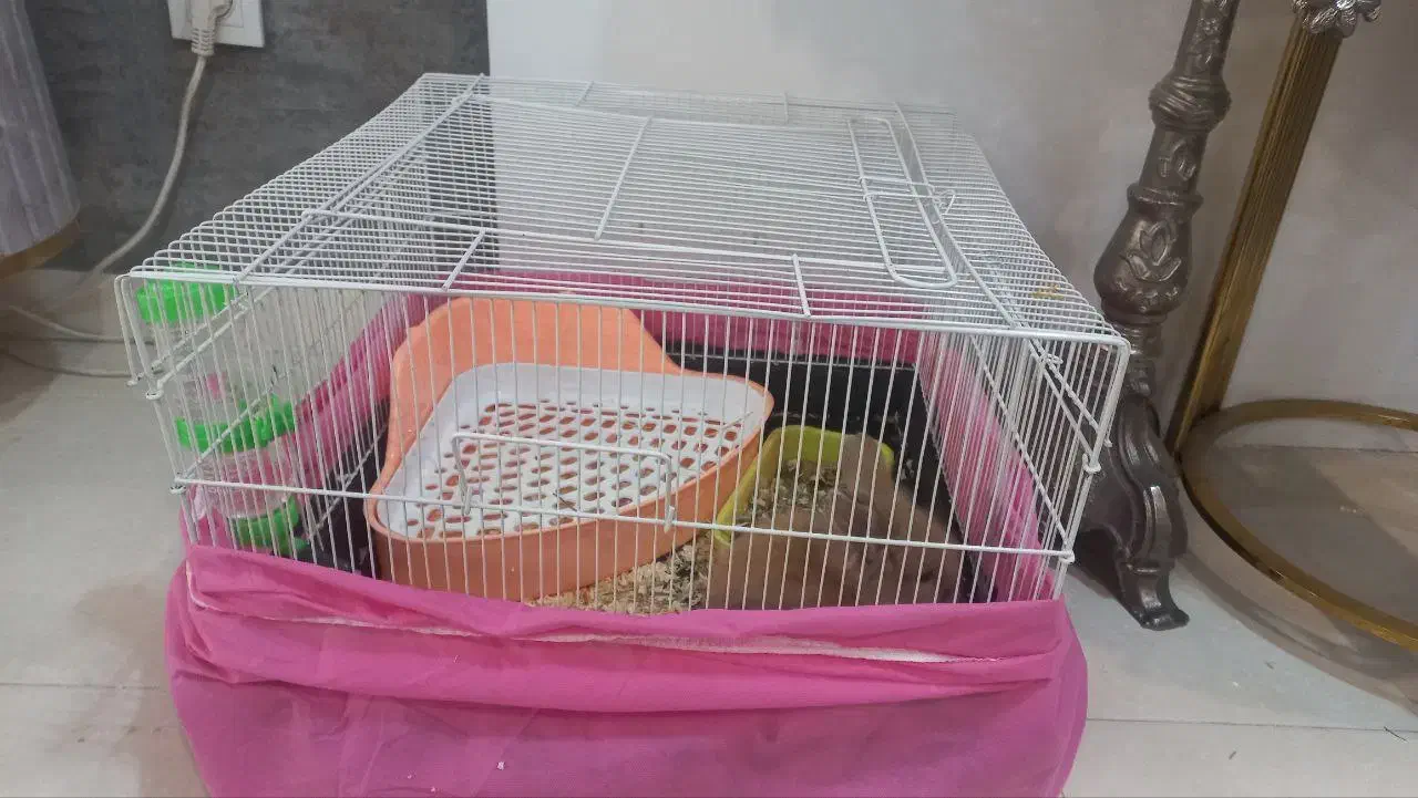 خرگوش لوپ|موش و خرگوش|اراک, |دیوار