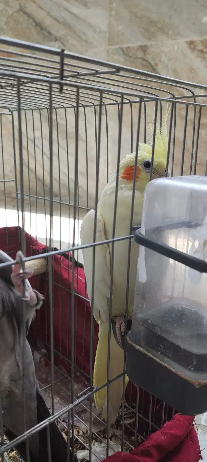 عروس هلندی نر و ماده مولد شیطون|پرنده|اسلام آباد, |دیوار