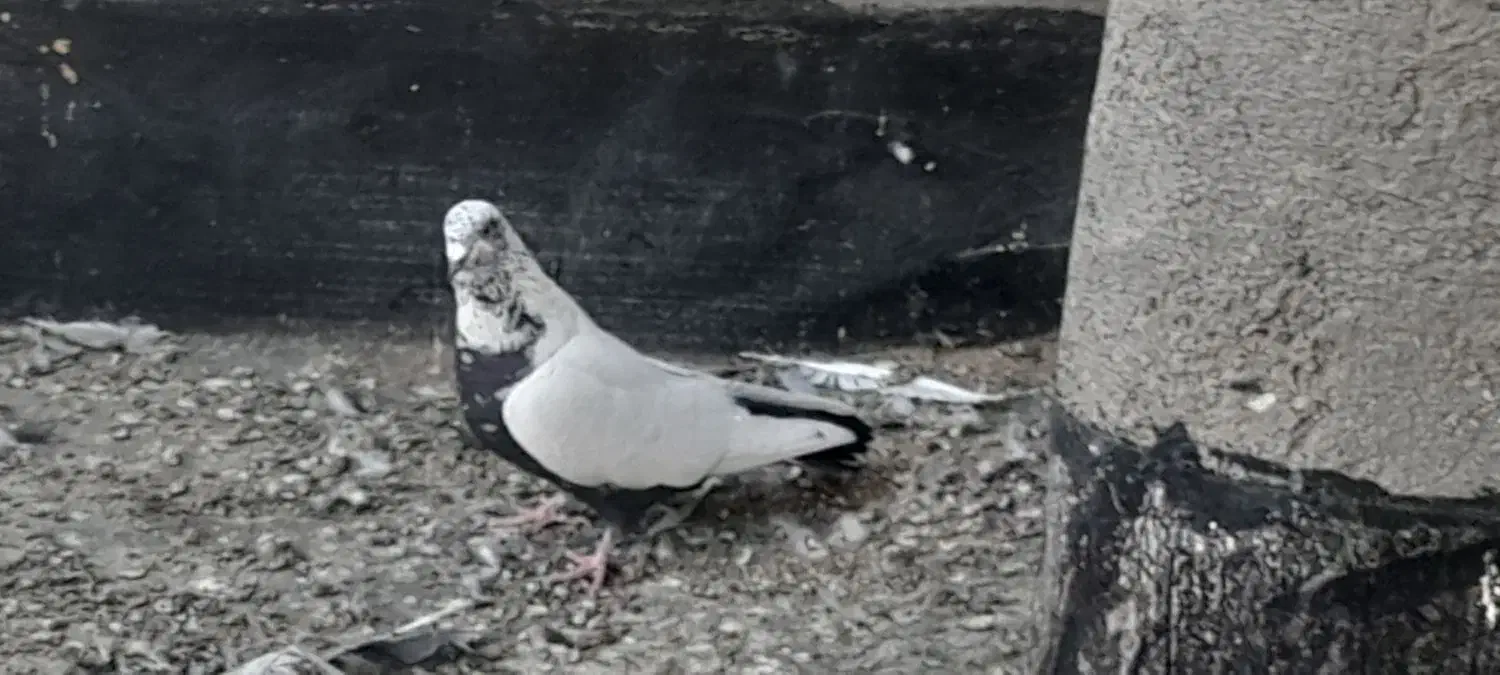 ساده مشهدی کلاغ|پرنده|شاندیز, |دیوار