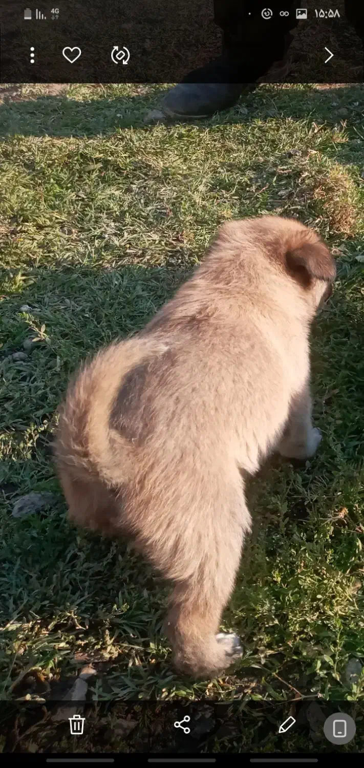 سگ ننه بابا دار خوب|سگ|تهران, سوهانک|دیوار