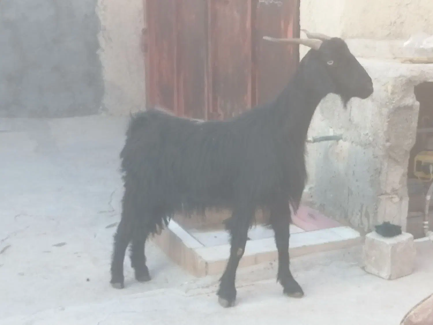 بز دوتا برای فروش|حیوانات مزرعه|برازجان, |دیوار