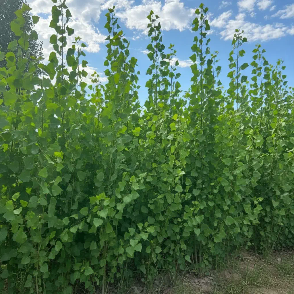 نـهـال صــنوبر صادراتی سود بالا با کاشت کمهزینه|خدمات باغبانی و درختکاری|سنقر, |دیوار