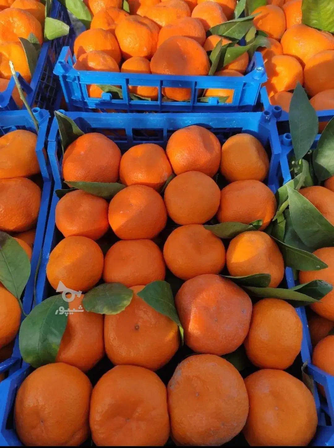 فروش ،پرتقال ،نارنگی سوپر|عمده‌فروشی|شیرگاه, |دیوار