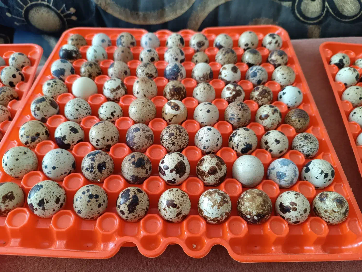 تخم بلدرچین نطفه دار|حیوانات مزرعه|نجفآباد, حومه نجف آباد|دیوار