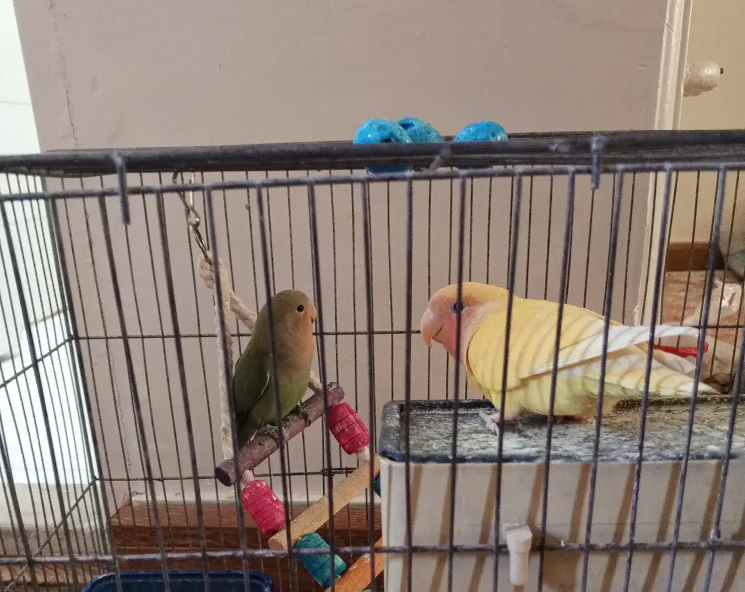 جوجه طوطی برزیلی چهار ماهه دستی|پرنده|تهران, سبلان (لشگر)|دیوار