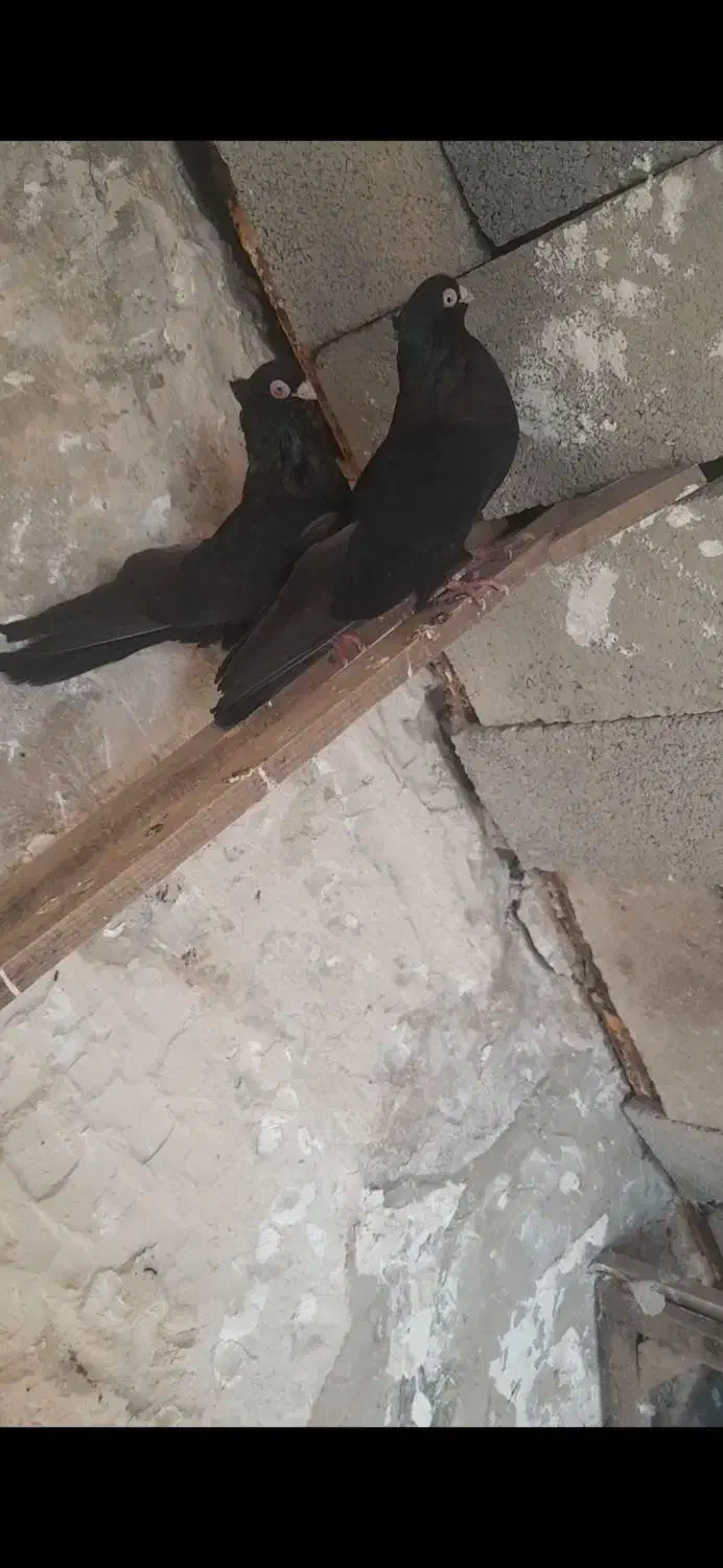 یک جفت زاغ صرب|حیوانات|ایذه, |دیوار