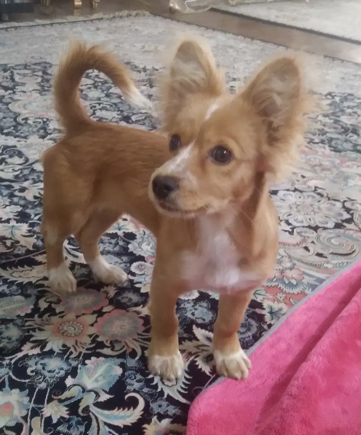 سگ ماده|سگ|مشهد, سجادیه|دیوار