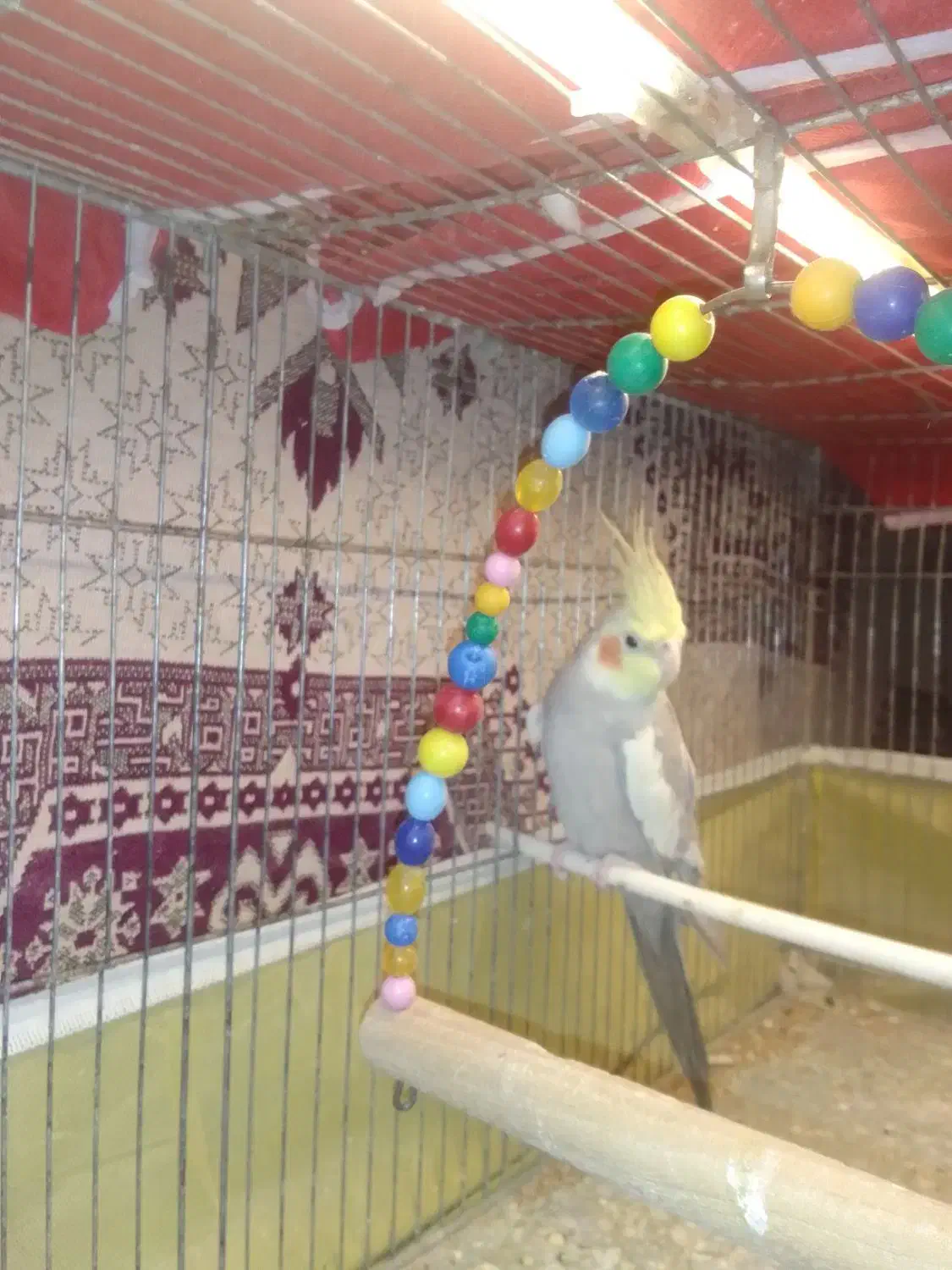 عروس هلندی|پرنده|اردبیل, |دیوار