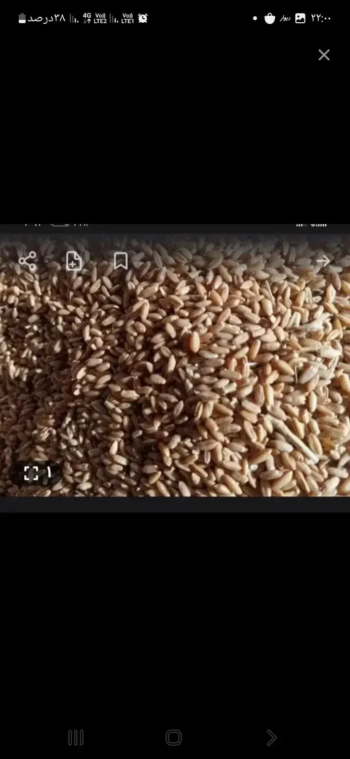 گندم آبی|خوردنی و آشامیدنی|شاهیوند, |دیوار