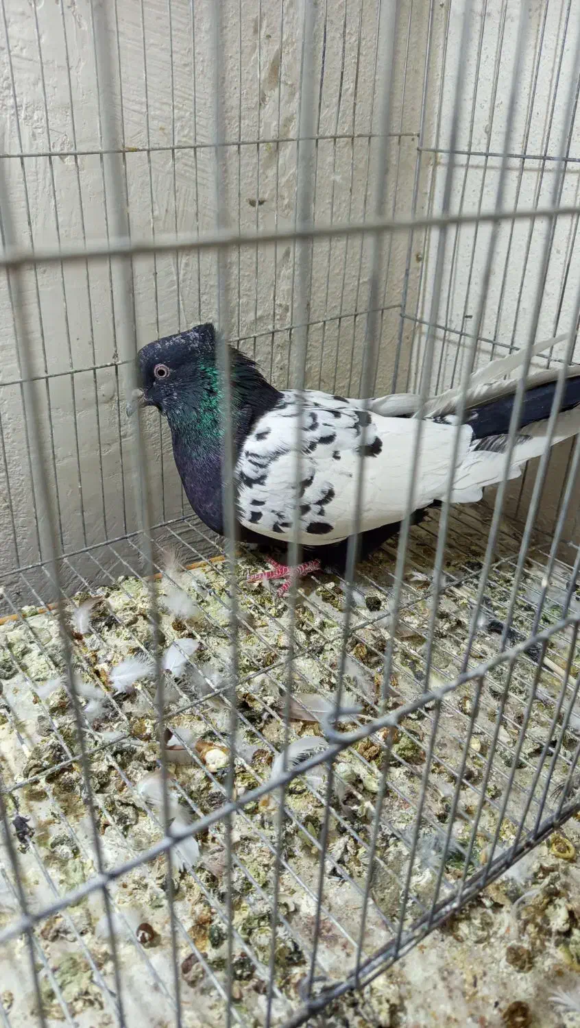 شهری جفتی|پرنده|شیراز, تندگویان|دیوار