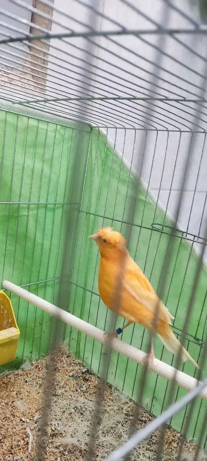 قناری|پرنده|بهار, |دیوار