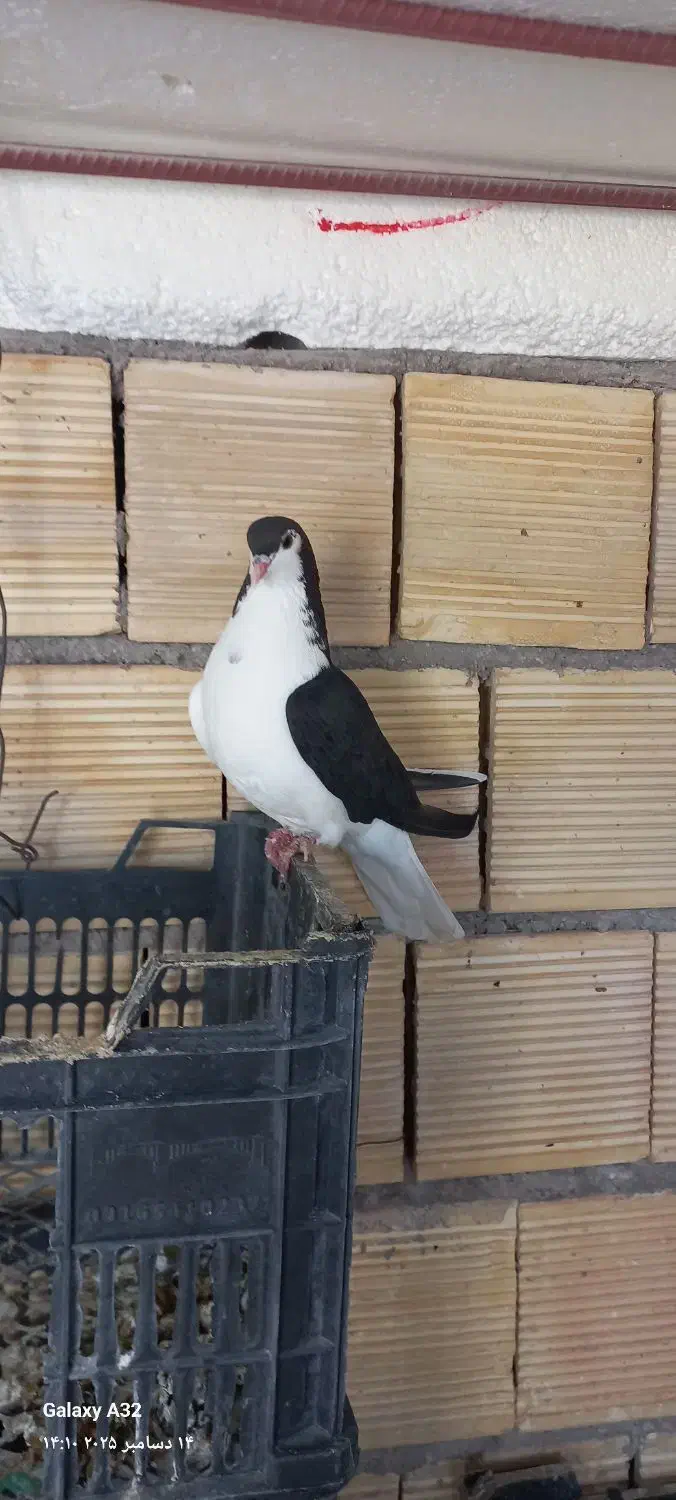 فروشی نر و ماده|پرنده|گتوند, |دیوار