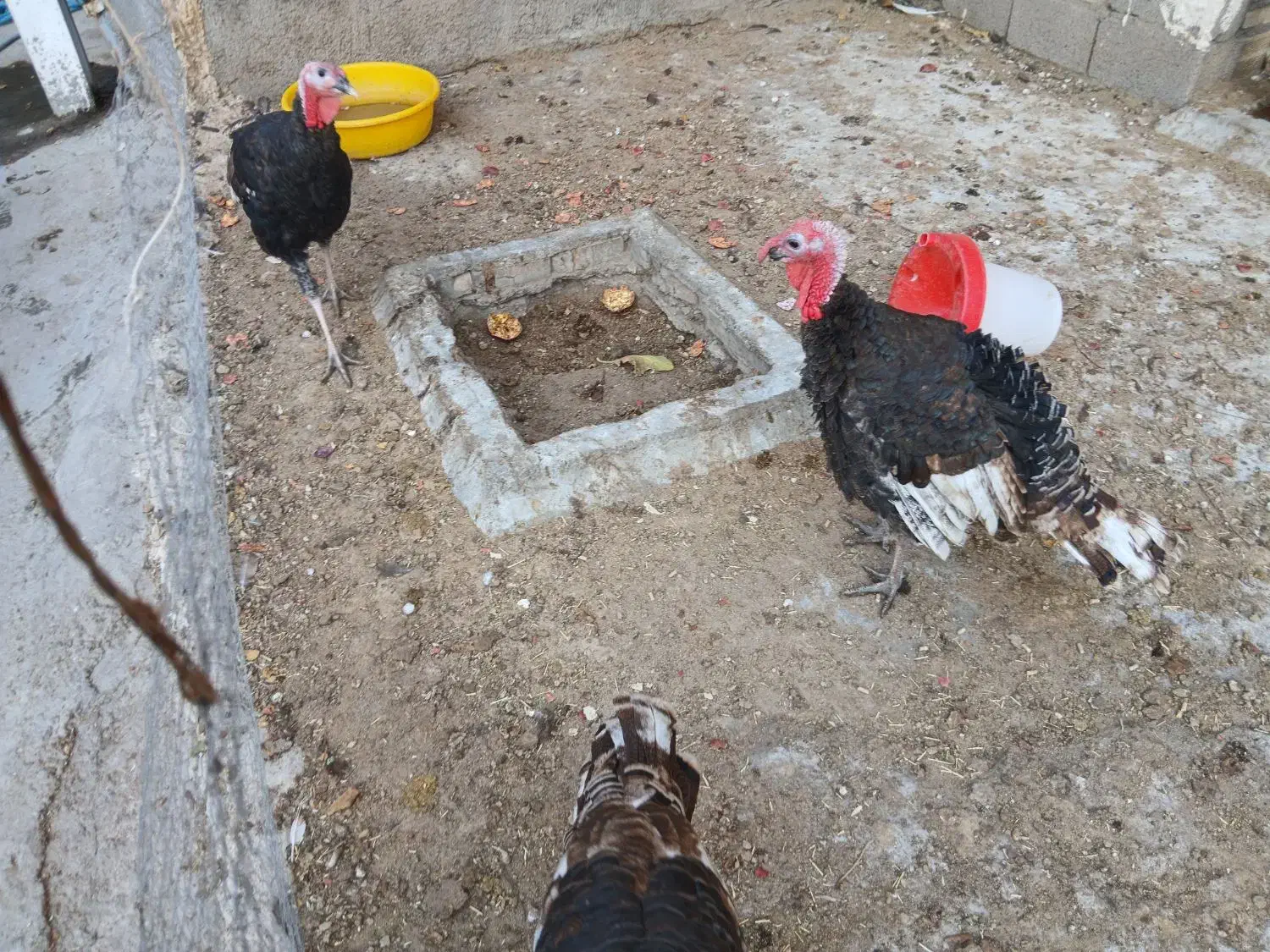 بوقلمون|حیوانات مزرعه|میانه, |دیوار