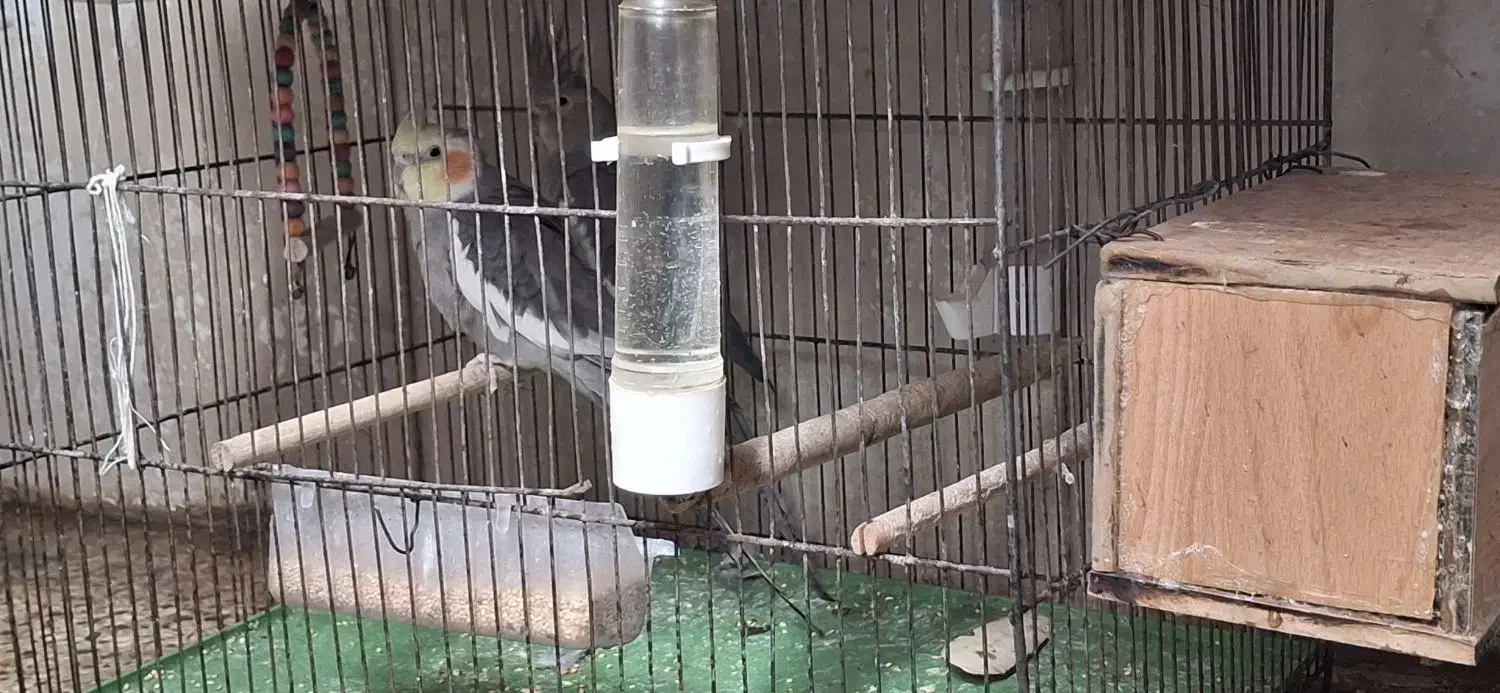 عروس هلندی فروش فوری به پولش نیاز دارم|پرنده|فولادشهر, B7|دیوار