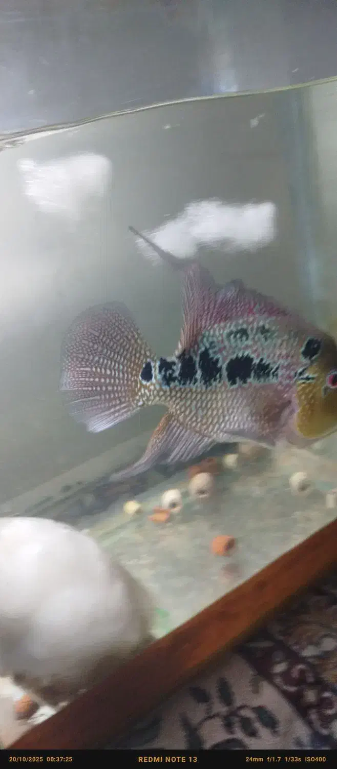 اولین نژاد ماهی فلاور هورن خاص و نایاب|ماهی|ری, امین آباد|دیوار