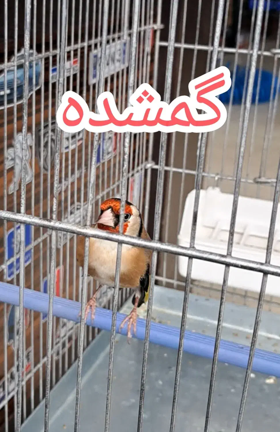 سهره|حیوانات|سنندج, |دیوار