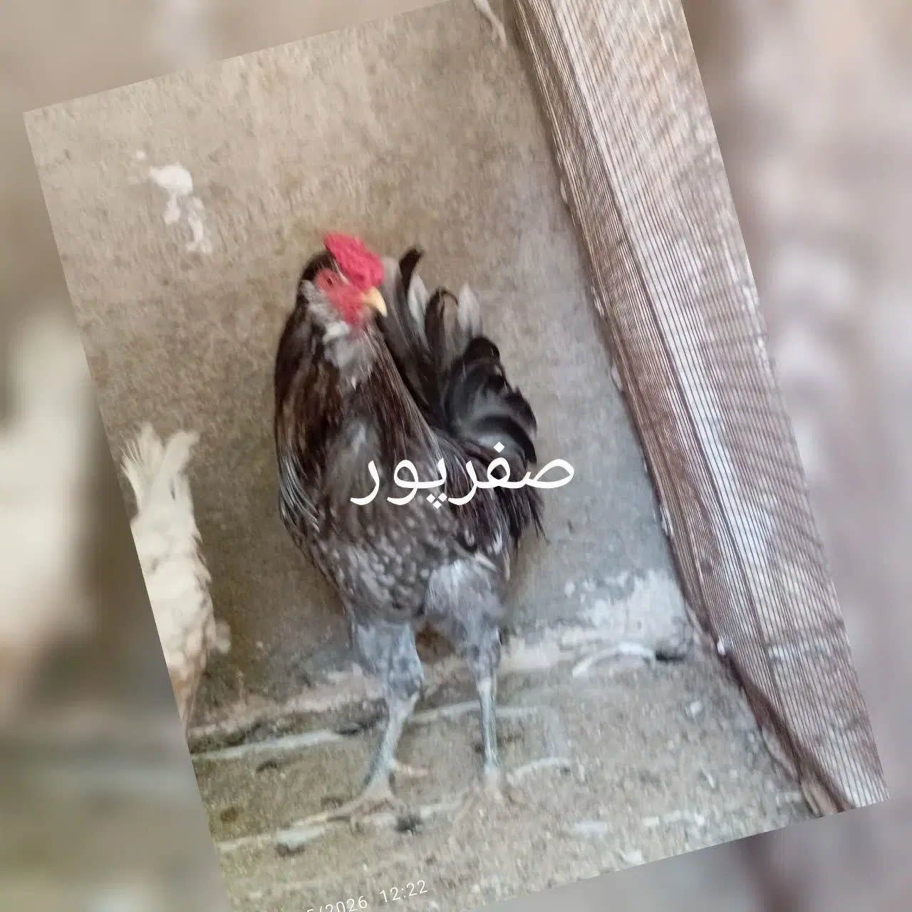 گلین|حیوانات مزرعه|شیراز, گچی|دیوار