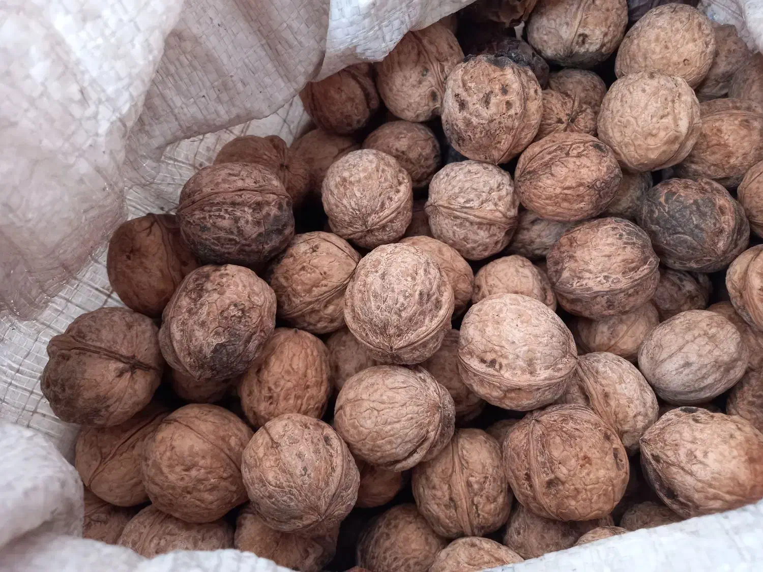 گردو|خوردنی و آشامیدنی|شیروان (خراسان), |دیوار