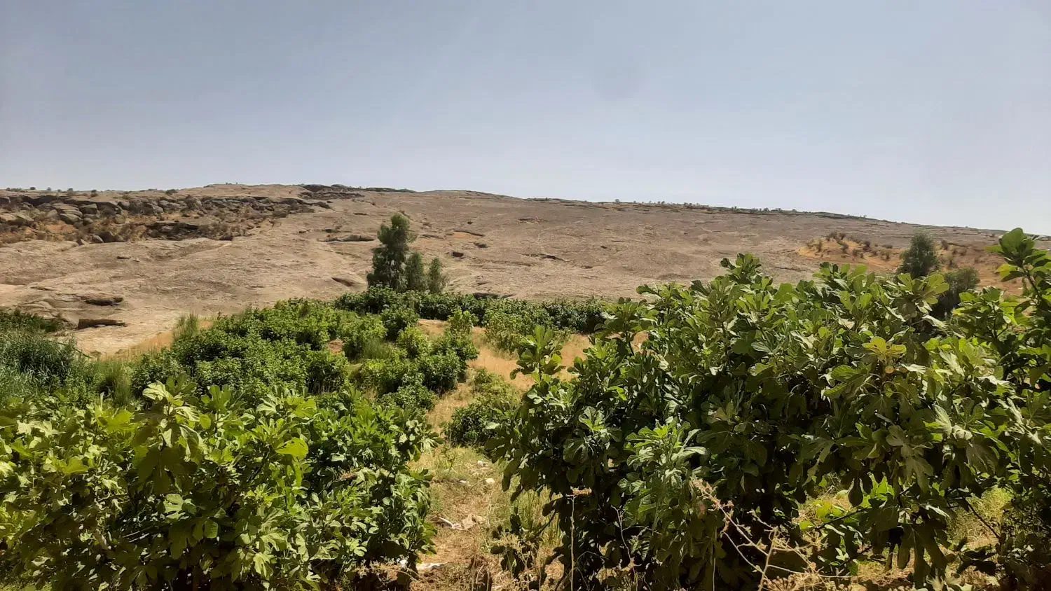 فروش باغ انجیر سیاه|فروش زمین و ملک کلنگی|کلیائی, |دیوار