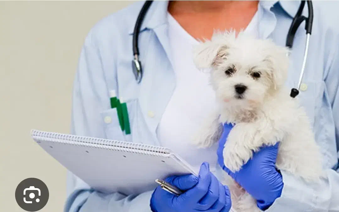 استخدام نیروی دکتر دامپزشک|استخدام درمانی، زیبایی، بهداشتی|شیراز, قدوسی غربی|دیوار