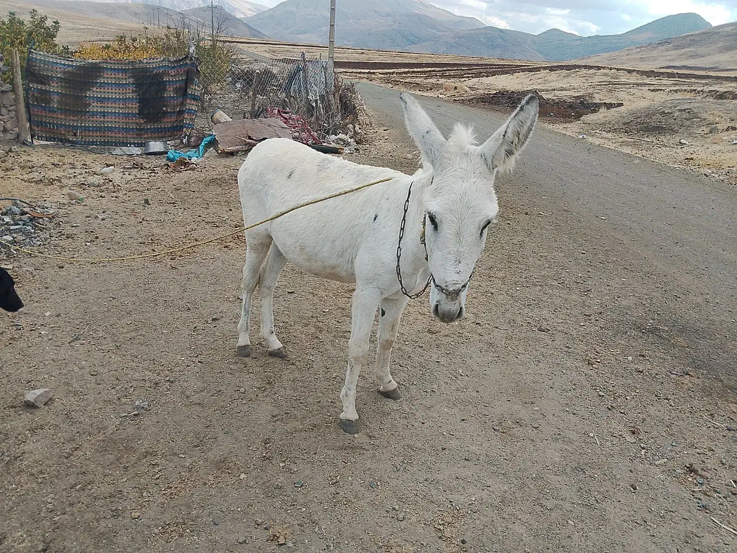 خر نعر|حیوانات مزرعه|بیلوار, |دیوار