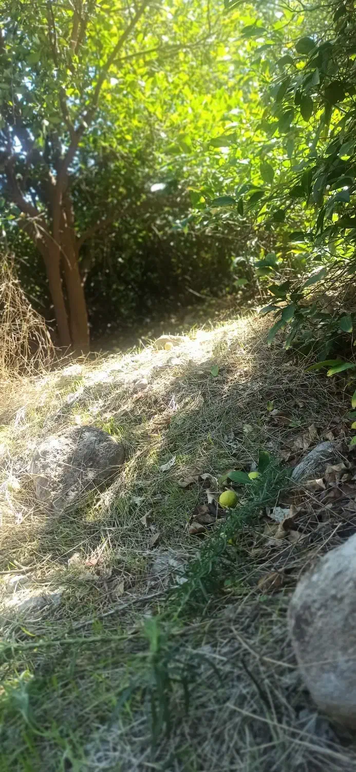 باغ لیمو پل بریم مله برفی|فروش زمین و ملک کلنگی|بوستان, |دیوار