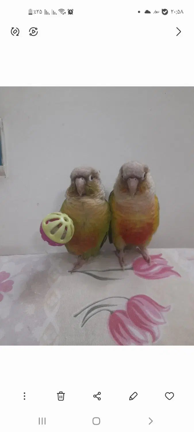 پرنده گمشده (گرینچیک)|حیوانات|بهارستان, |دیوار