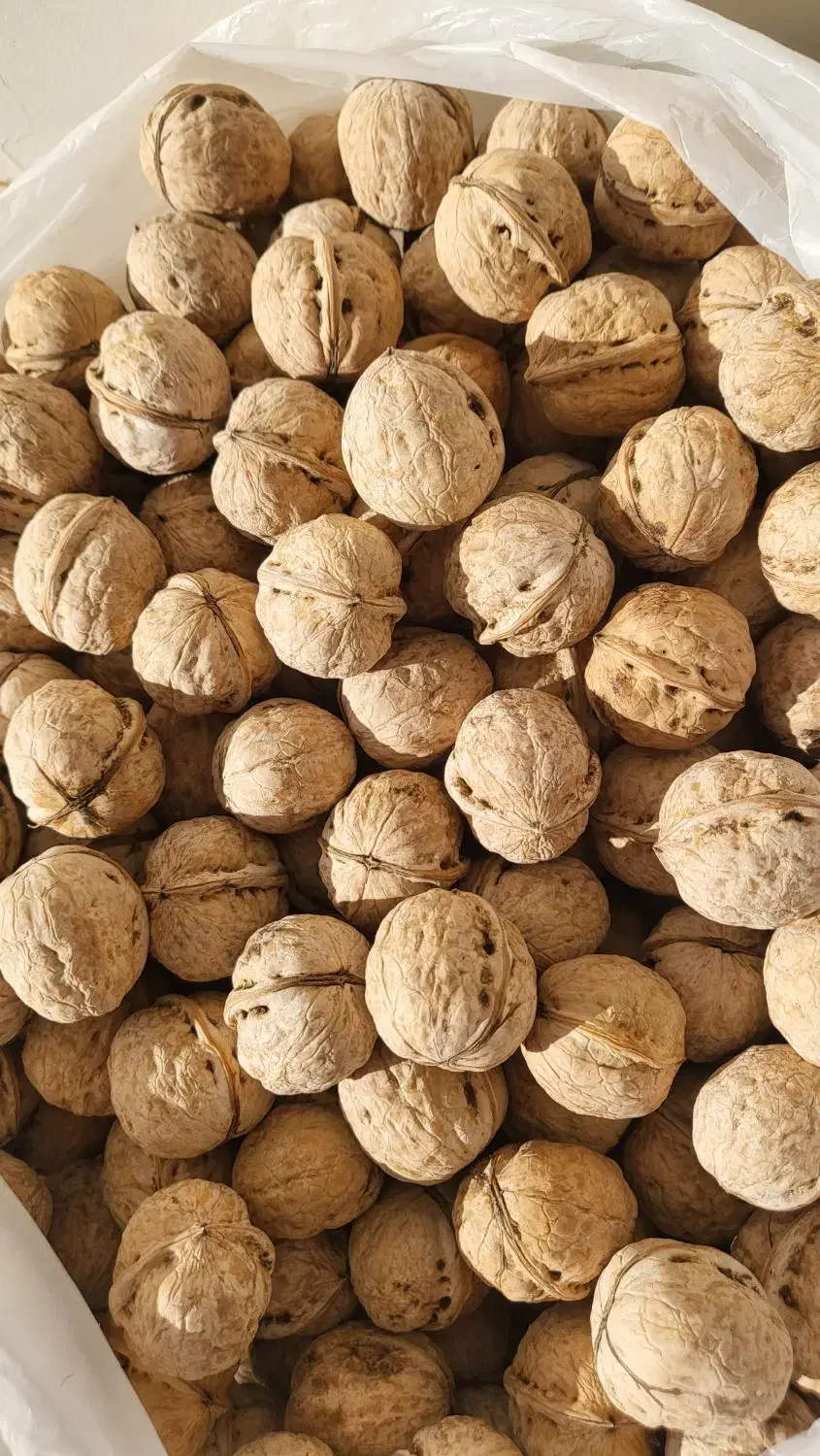 گردو دماوند چرب و خوش مغز|خوردنی و آشامیدنی|فیروزکوه, |دیوار