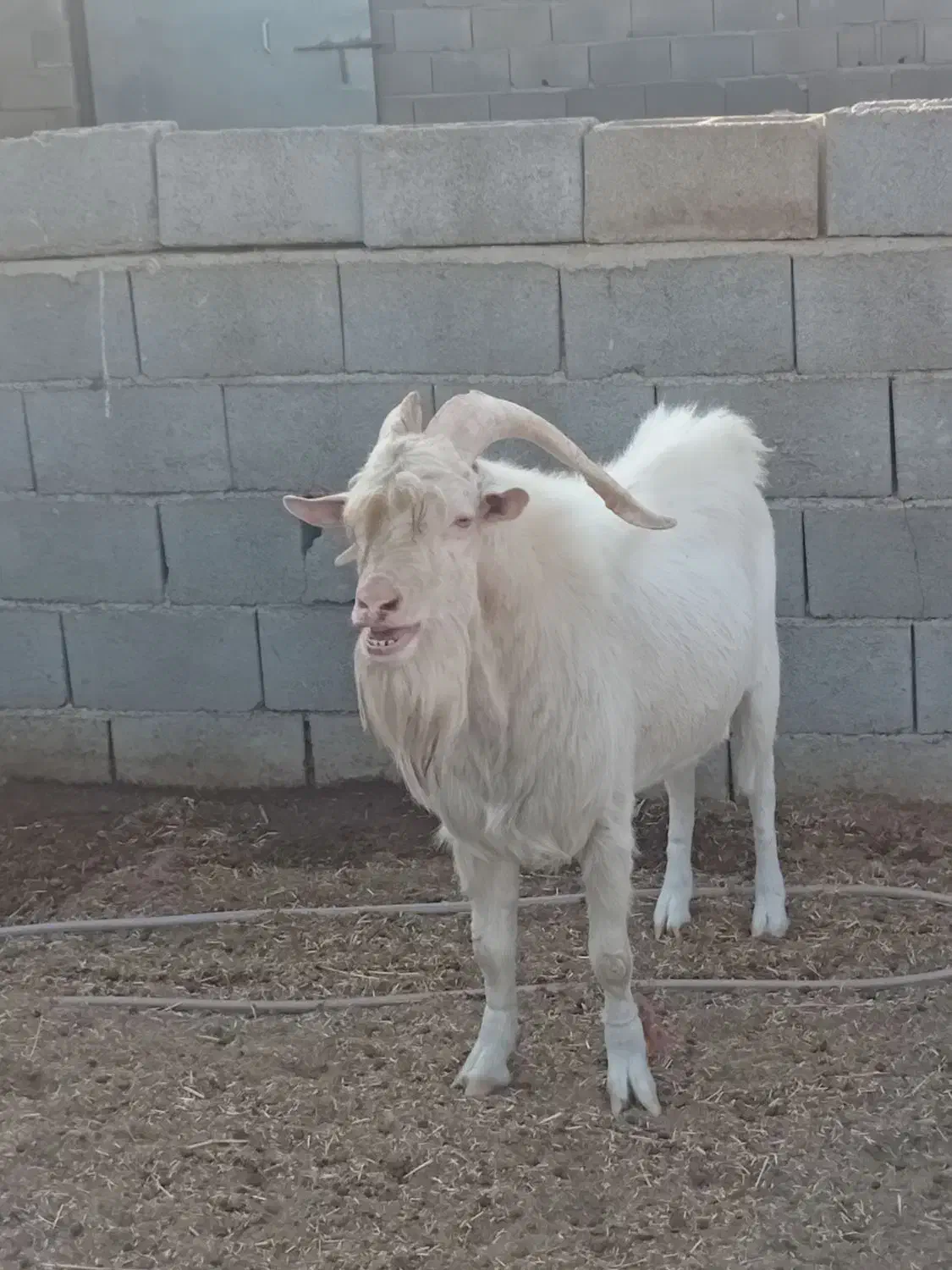 نربزسانن یک ساله|حیوانات مزرعه|جرقویه, |دیوار