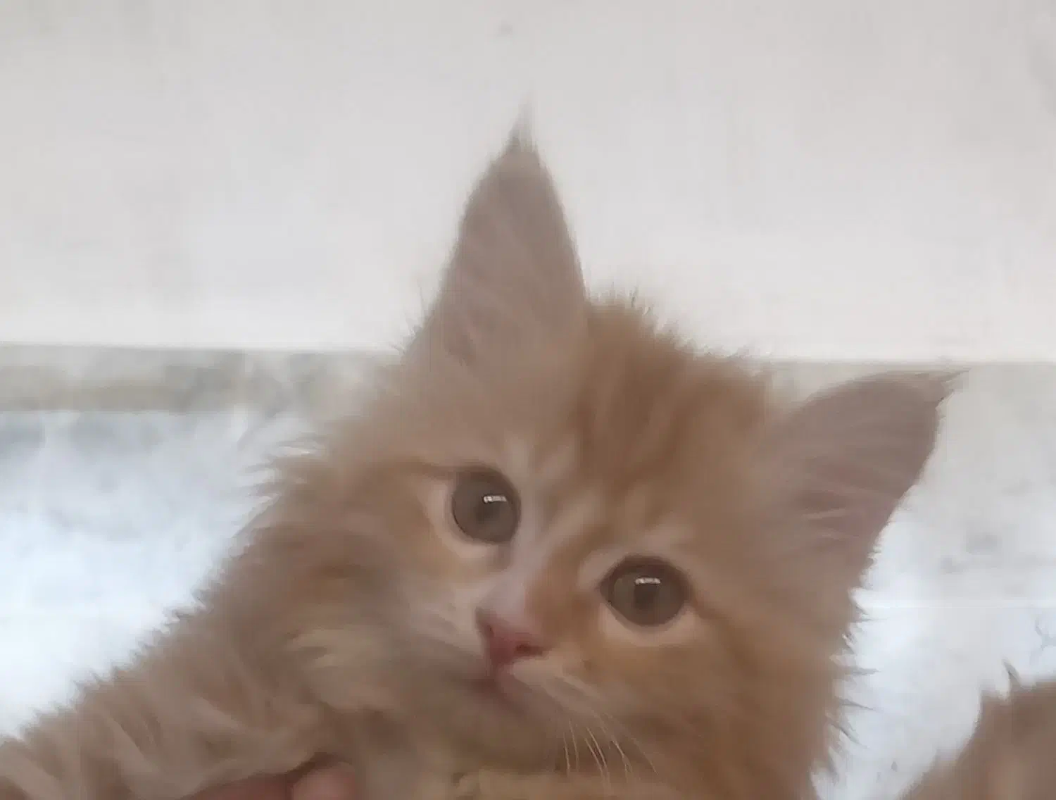 بچه گربه اسکاتیش|گربه|یزد, |دیوار