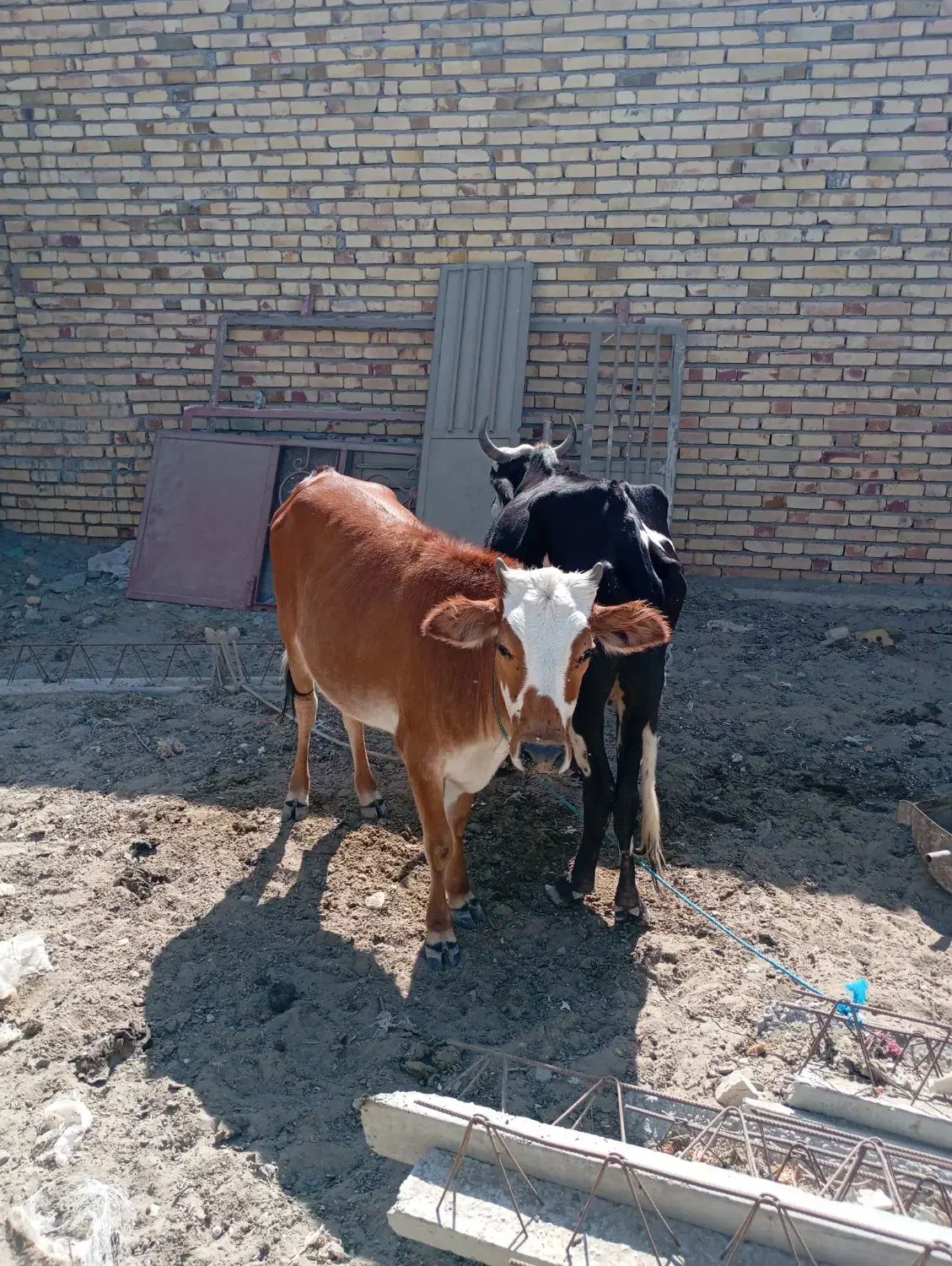 گوساله|حیوانات مزرعه|بمانی, |دیوار