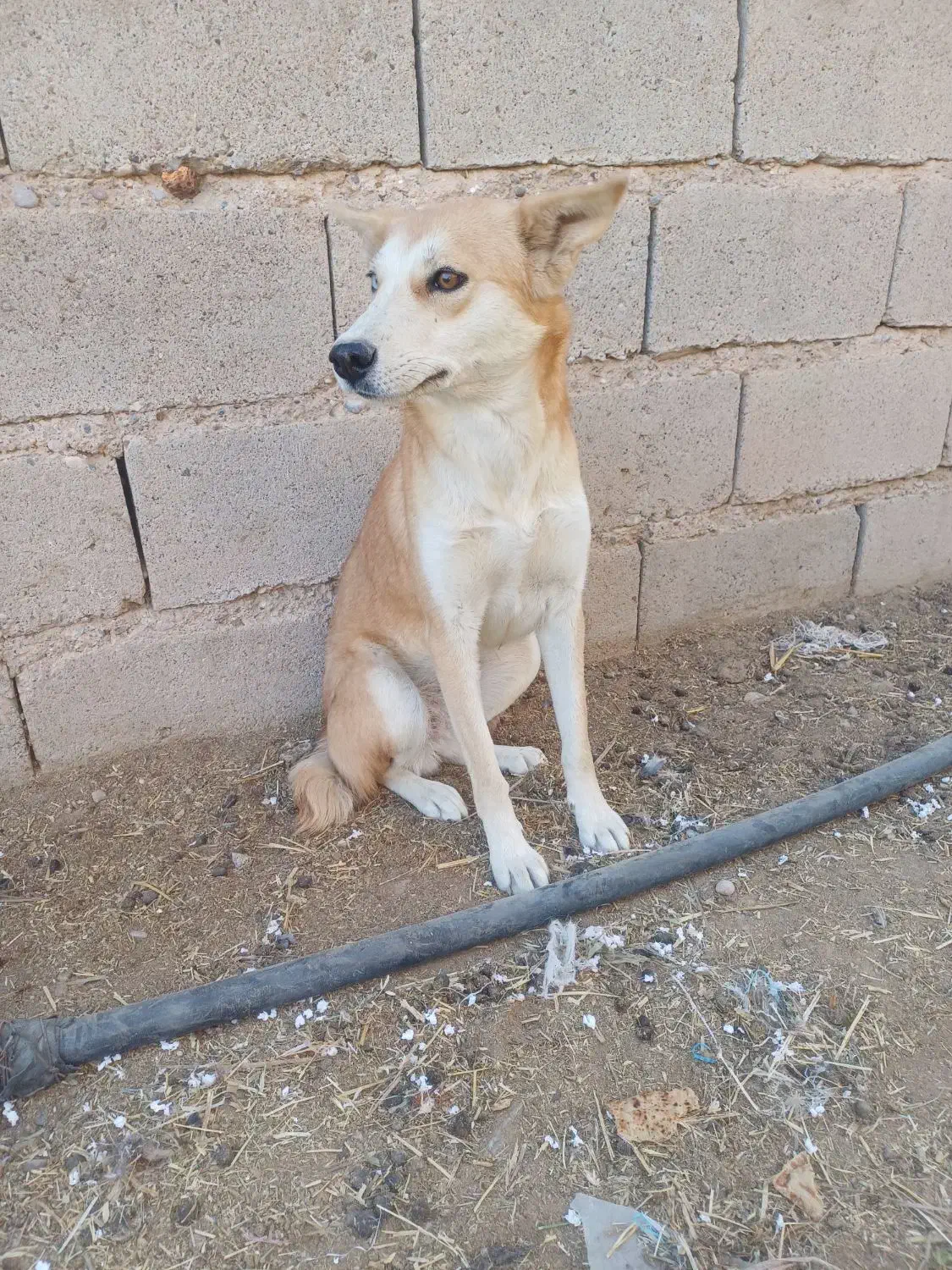 سگ هاسکی ماده|سگ|فسا, |دیوار