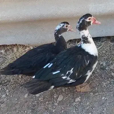 اردک اسرائیلی|حیوانات مزرعه|صحنه, |دیوار